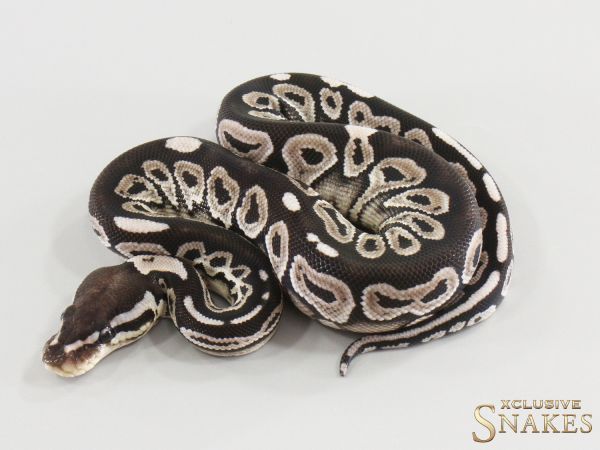 1.0 Het Red Axanthic Mystic TSK/Black Axanthic het Clown 2026