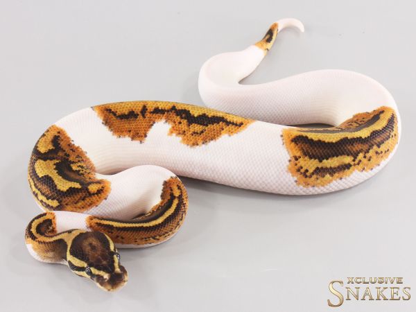 0.1 Vanilla Yellow Belly Piebald 2025